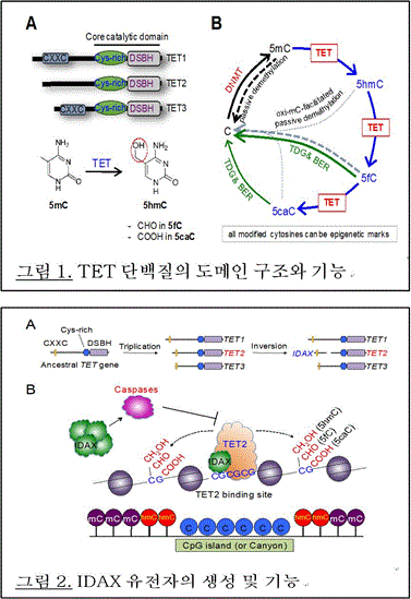 TET단백질의 도메인 구조와 기능, IDX유전자의 생성 및 기능